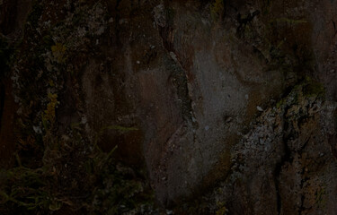 dunkler Hintergrund, Holz und Moos