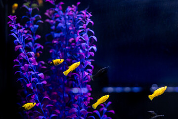 Aquatic fish tanks in a fish store