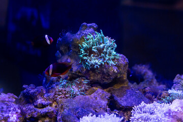 Aquatic fish tanks in a fish store