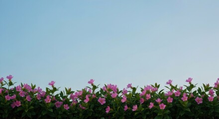 Obraz premium Pink flowers bloom along bottom against soft blue sky background