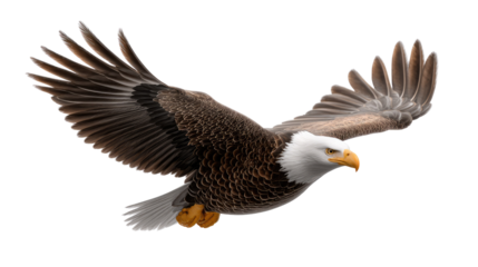 Soaring Eagle in Flight: A majestic bald eagle, its powerful wings spread wide, gracefully glides through the sky, showcasing the freedom and strength.