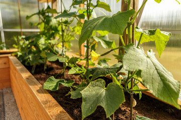 Cucumber plants with yellow blossoms growing in a wooden raised bed inside a sunny greenhouse