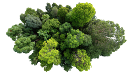 Aerial Forest View: A vibrant canopy of mixed trees flourishes, exhibiting a mosaic of textures, hues, and shades, signifying a healthy ecosystem and nature's raw beauty.
