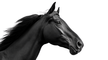 Black Horse Profile: A majestic horse is depicted in a striking black and white portrait, showcasing its powerful form and elegant features against a simple backdrop.
