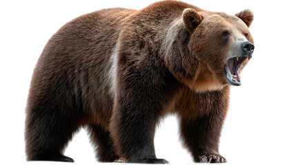 Obraz premium Majestic Grizzly Bear: A powerful grizzly bear roars, showcasing its dominance. The image is an impressive display of the bear's raw strength and untamed spirit.