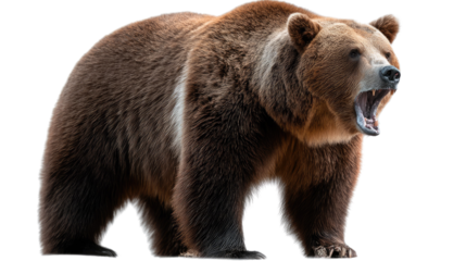 Majestic Grizzly Bear: A powerful grizzly bear roars, showcasing its dominance. The image is an impressive display of the bear's raw strength and untamed spirit.