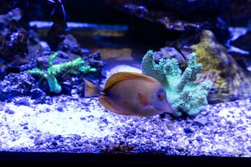 Aquatic fish tanks in a fish store