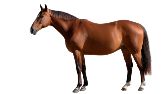 Majestic Horse: A singular, elegant chestnut horse stands gracefully, its muscular form and rich coat radiating strength and beauty, with its head turned to the left side.