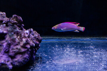 Aquatic fish tanks in a fish store