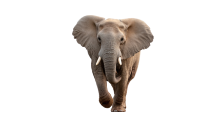 Majestic Elephant on the Move: A solitary African elephant strides forward, its powerful presence and tusks commanding attention. captured in stunning detail.