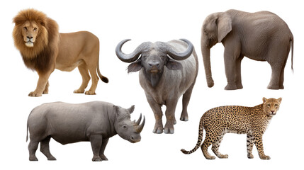 Safari Wildlife: A collection of majestic creatures, including a lion, elephant, buffalo, rhino, and leopard, embodies the spirit of the African savanna. These animals represent strength, and beauty.