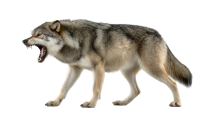 Fierce Gray Wolf: A powerful gray wolf with intense eyes, showcasing its predatory prowess with a menacing growl, poised to pounce.