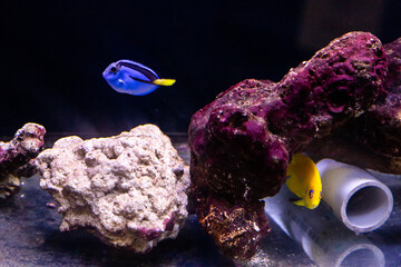 Aquatic fish tanks in a fish store