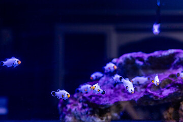 Aquatic fish tanks in a fish store