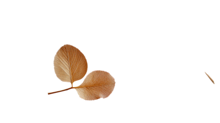 Autumn Leaf: Two delicate, weathered leaves, a whisper of autumn, poised against a clean backdrop, capturing nature's quiet beauty and the fleeting moments of the season.