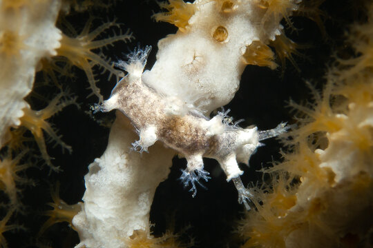 Duvaucelia odhneri (Sea Fan Sea Slug / Gorgonen-F&auml;cherschnecke / Babosa de abanico gorgoniano / Tritonie des gorgones) on Coral &ndash; Underwater Macro Scene
