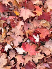 colorful maple leaves on the ground in autumn