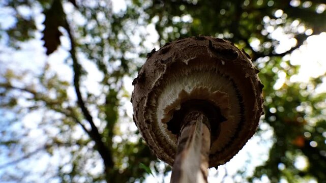 Low angle artistic shot of Macrolepiota procera mushroom in an autumn forest, with rotating branches and sky creating an abstract motion effect.