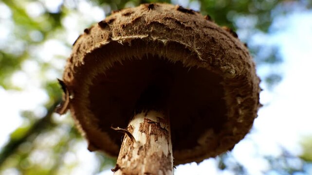 Low angle artistic shot of Macrolepiota procera mushroom in an autumn forest, with rotating branches and sky creating an abstract motion effect.