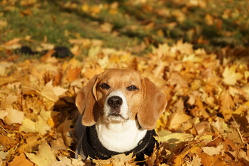 Beagle dog laying in a pile of yellow autumn leaves in the park, wearing grey sweater, sunny weather