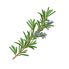 Fototapeta premium Sprig of rosemary with small purple flowers showcases vibrant green leaves, perfect for culinary and decorative uses
