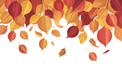 Falling Autumn Leaves Background Illustration Design with Red, Orange and Yellow Foliage on Transparent Backdrop for Seasonal Promotions and Decorative Projects: Fall, Thanksgiving, Nature Concepts