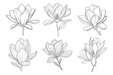 Set of magnolia flowers. Elegant magnolia flower line art collection. © Tatiana
