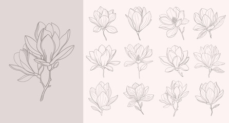 Set of magnolia flowers. Elegant magnolia flower line art collection. Illustration sketch.