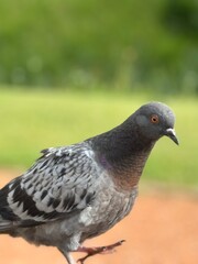 pigeon in the park