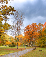 Late autumn in old public park, walking pedestrian alley among golden color trees, 
cloudy and overcast day 
