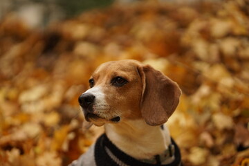 Beagle dog sitting, pile of yellow autumn leaves on the background, looking away, blurred background, close up, wearing grey sweater