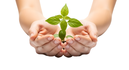 Green plant growing in hands isolated on PNG background.