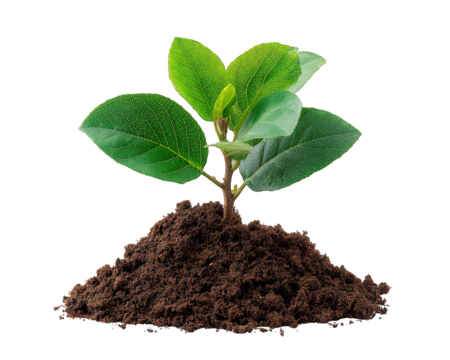 Green plant seedling symbolizing new life and hope. This concept of growth shows small sprout emerging from soil, representing nature, ecology, and fresh start