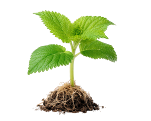 Hopeful young green plant sprout and seedling with leaf, stem, and root in soil, symbol of new life and growth. Isolated cutout for easy use in any design concept