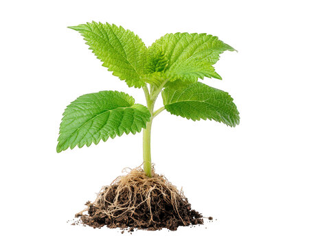 Hopeful young green plant sprout and seedling with leaf, stem, and root in soil, symbol of new life and growth. Isolated cutout for easy use in any design concept