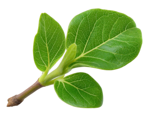 Fresh young green plant sprout with vibrant leaf symbolizes new growth in nature. An isolated image representing hopeful beginning of life during spring