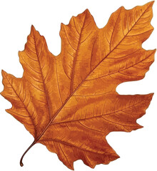 Detailed Textured Golden Brown Fall Leaf Illustration