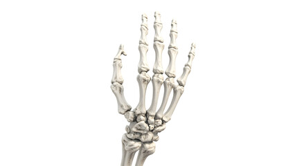  a skeleton waving hand, detailed bones