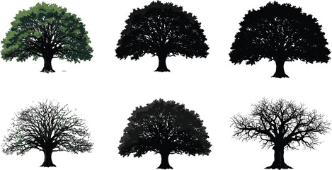 Tree silhouette, seasonal tree, bare branches, green foliage, autumn tree, winter tree, nature illustration, botanical art, landscape element, vector pack