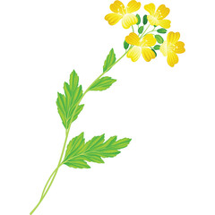 Delicate Stem With Small Yellow Flowers And Green Leaves Isolated On White Background With Transparent Background