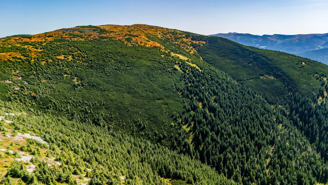 Aerial view of lush Carpathian hills covered with dense pine forest and alpine shrubs in warm summer sunlight, symbolizing wild Ukrainian mountain nature.