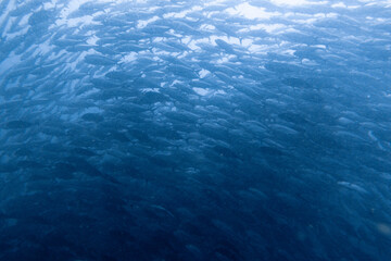 School of bigeye trevally on Koh Tao, Thailand