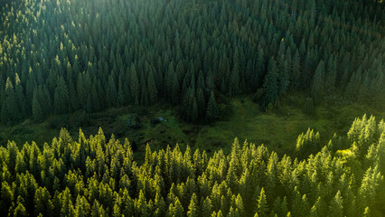 Close-up aerial view of green pine forest illuminated by sunlight, showing texture, patterns, and freshness of wild Carpathian nature