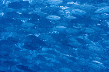 School of bigeye trevally on Koh Tao, Thailand