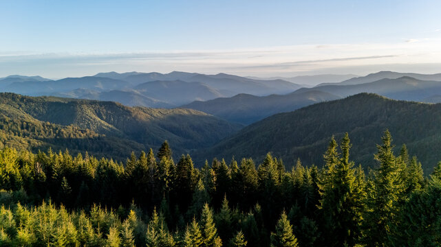 Aerial view of sunlit evergreen forest stretching across the Carpathian mountain valleys, creating layers of depth and natural tranquility
