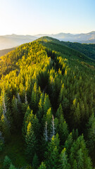 Vibrant green mountain forest under bright blue sky — drone aerial landscape capturing natural...