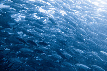 School of bigeye trevally on Koh Tao, Thailand
