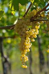 grappolo di uva bianca