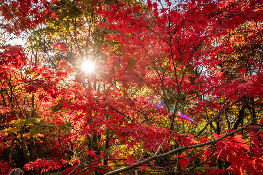 spectacular autumn colours on the trees in Wales UK