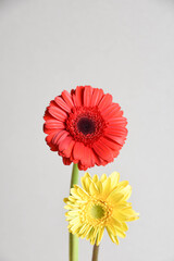 二色のガーベラ